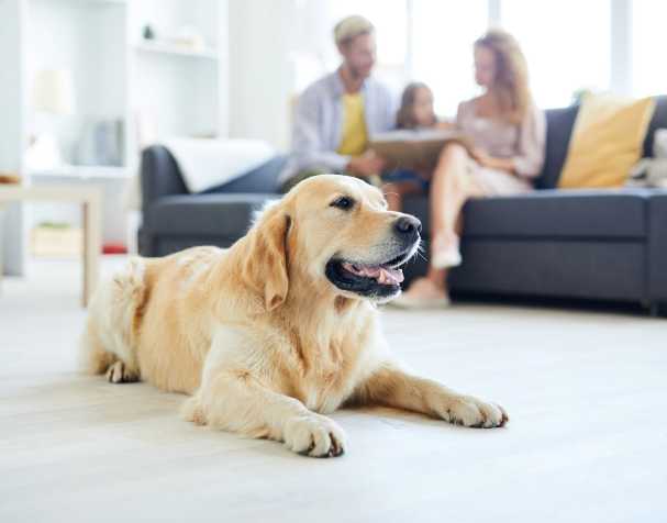 動(dòng)物保健領(lǐng)域