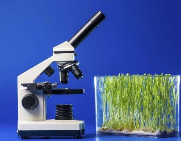 促進(jìn)幼苗跟葉生長(zhǎng)