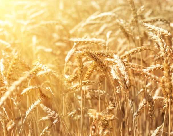 谷胱甘肽在多種非生物脅迫中的作用