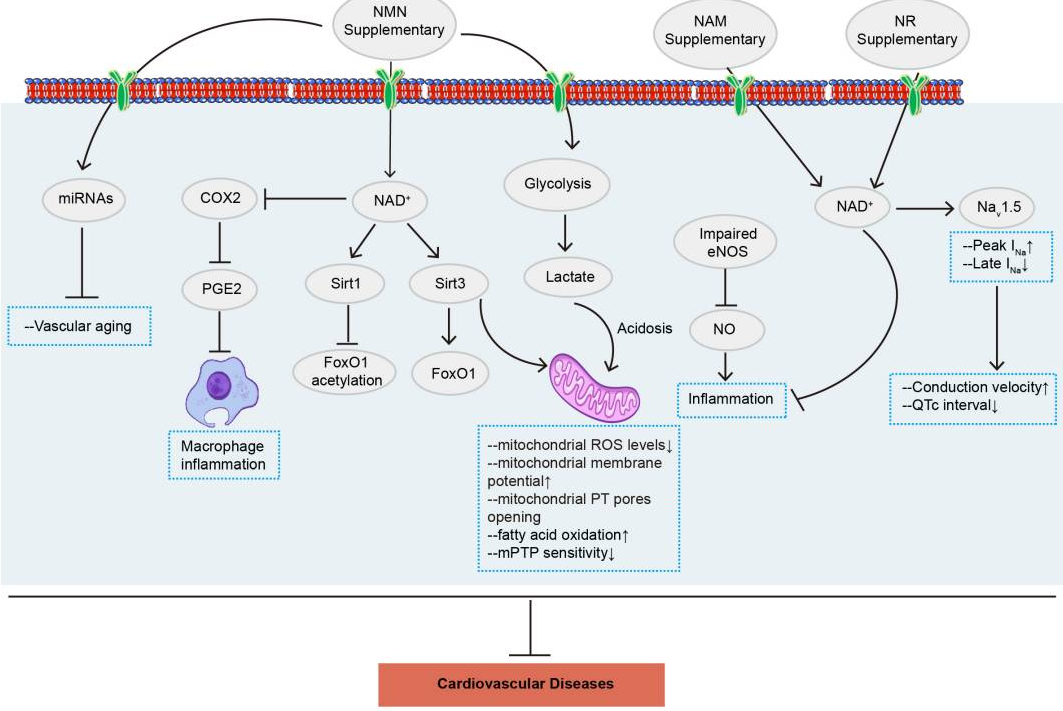 NMN通過(guò)多種信號(hào)通路改善心血管疾病
