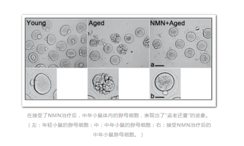 NMN-逆轉衰老